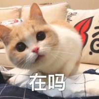 猫咪 在吗