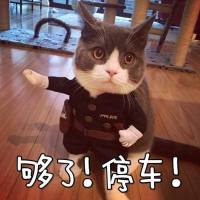 猫咪cos警察：够了！停车！