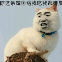 猫咪：你这条咸鱼给我吃我都嫌臭