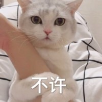 吸猫片1-不许