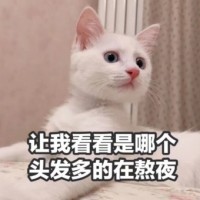 吸猫片1-让我看看哪个头发多的在熬夜