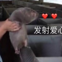 竹鼠表情包19