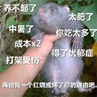 竹鼠表情包15