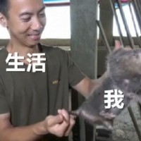 竹鼠表情包12