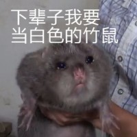 竹鼠表情包8 