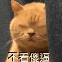 橘猫暗中观察表情包6 