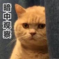 橘猫暗中观察表情包3 