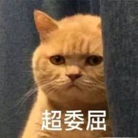 橘猫暗中观察表情包2 