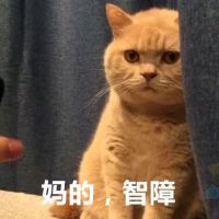 橘猫暗中观察表情包1 