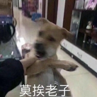 暴躁柴犬二哈土狗在线怼人表情包-25