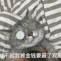 猫咪：我被金钱蒙蔽了双眼