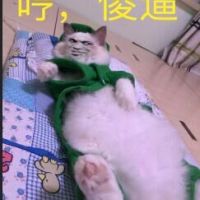 真人猥琐猫合集表情-69 