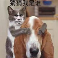 真人猥琐猫合集表情-40 