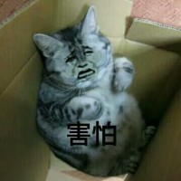 真人猥琐猫合集表情-33 