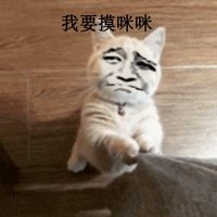 真人猥琐猫合集表情-28 