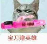 真人猥琐猫合集表情-4  