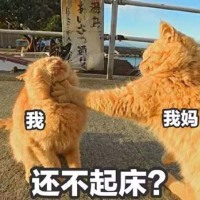 橘猫过年在家表情包6