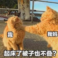 橘猫过年在家表情包5