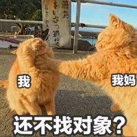 橘猫过年在家表情包4