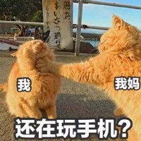 橘猫过年在家表情包3