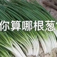 嘲讽表情包-你算哪根葱