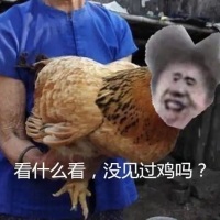 看什么看，没见过鸡你太美啊