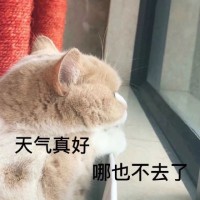 猫咪趴在窗前：天气真好，哪也去不了