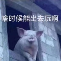 小猪：啥时候能出去玩啊