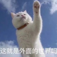 好想出去玩-猫咪这就是外面的世界吗