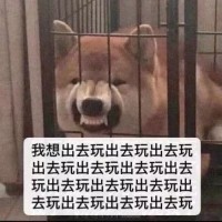 柴犬超凶龇着牙：好想出去玩