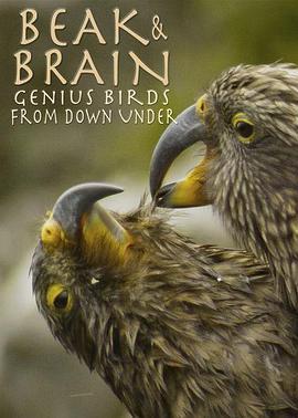 喙与脑：使用工具的鸟类 Beak and Brain: Genius Birds from Down Under (2013) - 毒蛇电影