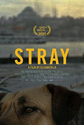 在迷途 Stray (2020) - 毒蛇电影