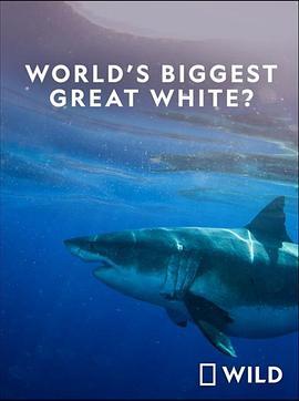 世界最大的公牛鲨 World's Biggest Great White Shark (2019) - 毒蛇电影