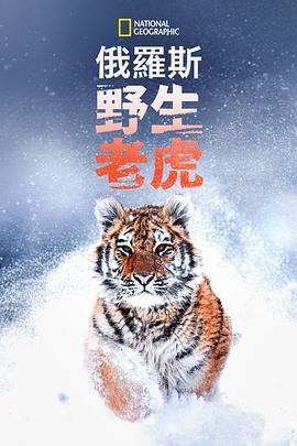 俄罗斯野生老虎 Russia's Wild Tiger (2022) - 毒蛇电影