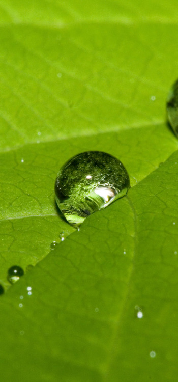 【2569】植物壁纸  2K 高清壁纸2560_1600@青蛙壁纸-笨猫小站