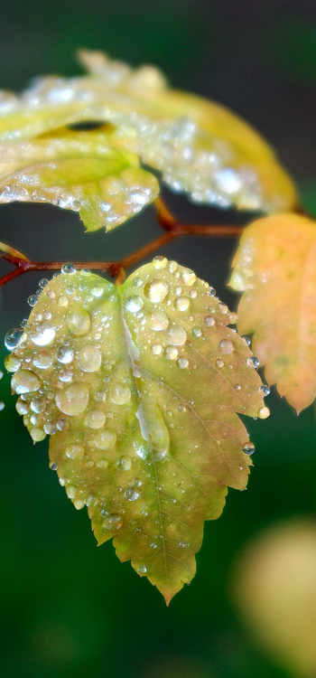 【2584】植物壁纸  2K 高清壁纸2560_1600@青蛙壁纸-笨猫小站