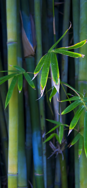 【2601】植物壁纸  2K 高清壁纸2560_1600@青蛙壁纸-笨猫小站