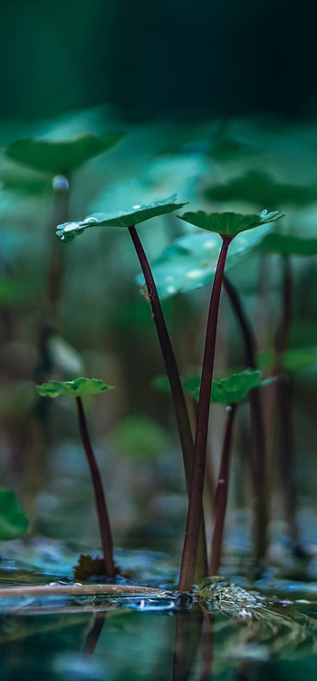 【2636】植物壁纸  2K 高清壁纸2560_1600@青蛙壁纸-笨猫小站