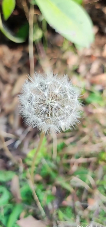 【6528】植物壁纸  4K 超清壁纸1800_4000@青蛙壁纸-笨猫小站