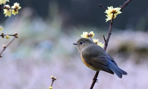 青蛙壁纸_10147