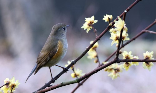 青蛙壁纸_10162