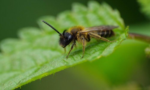 【10246】动物壁纸 蜜蜂 昆虫  2K 高清壁纸2560_1600@青蛙壁纸-笨猫小站