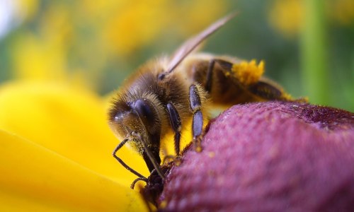 【10247】动物壁纸 蜜蜂 昆虫  2K 高清壁纸2560_1600@青蛙壁纸-笨猫小站