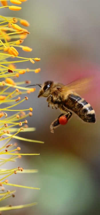 【10248】动物壁纸 蜜蜂 昆虫  2K 高清壁纸2560_1600@青蛙壁纸-笨猫小站